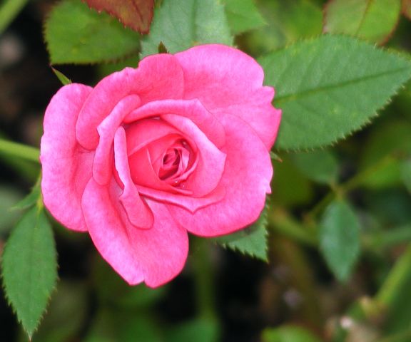 Wild Plum photo wp2013_07290024_zps71a045a0.jpg